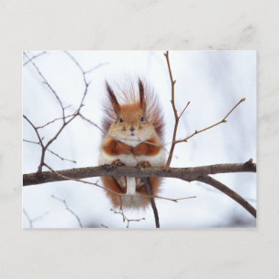 Friendly Red Squirrel Vykort