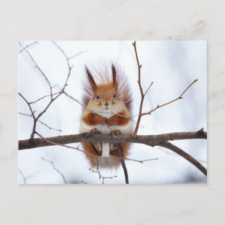 Friendly Red Squirrel Vykort