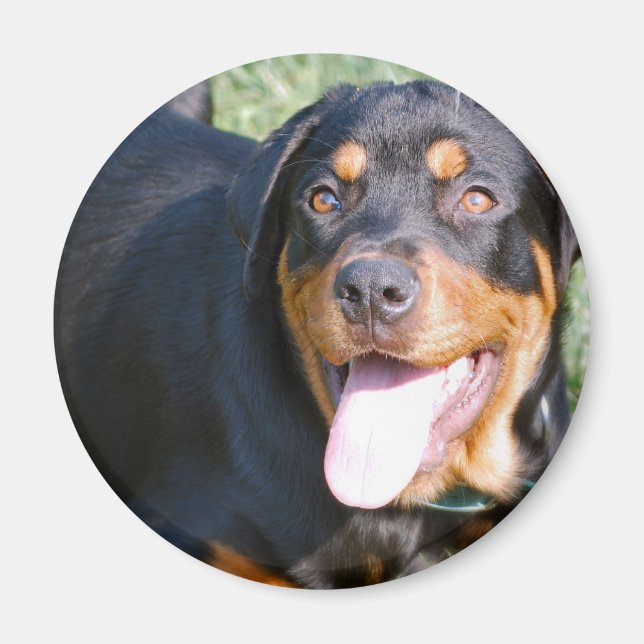 Friendly Rottweiler Magnet (Framsidan)
