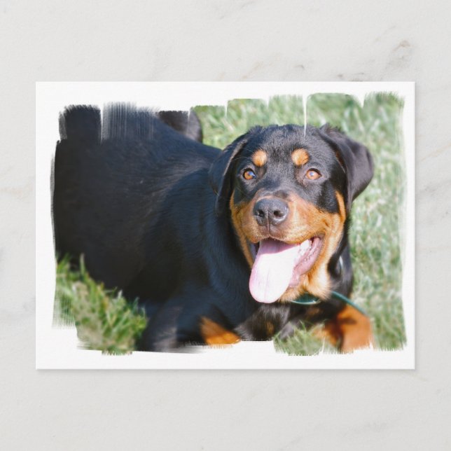 Friendly Rottweiler-vykort Vykort (Framsida)