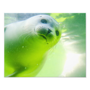 Friendly Seal Fototryck