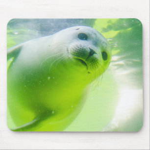 Friendly Seal Musmatta