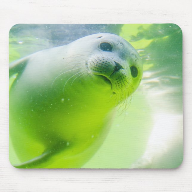 Friendly Seal Musmatta (Framsidan)