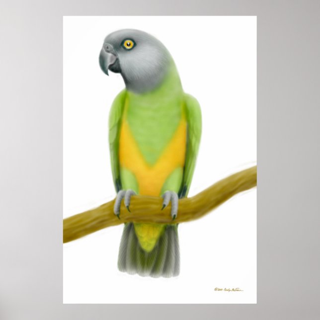 Friendly Senegal Parrot Skriv ut Poster (Framsidan)