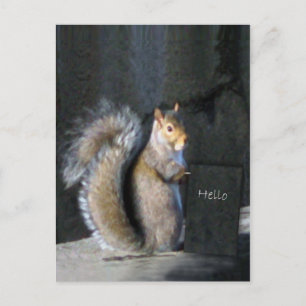 Friendly Squirrel Vykort