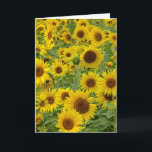 Friends födelsedag Solros Fält Kort<br><div class="desc">Gult solblommor på sommaren land fält i Michigan för en väns födelsedag. Text kan redigeras.</div>