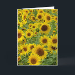 Friends födelsedag Solros Fält Kort<br><div class="desc">Gult solblommor på sommaren land fält i Michigan för en väns födelsedag. Text kan redigeras.</div>