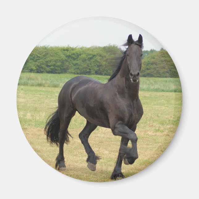 Friesian Horse Magnet (Framsidan)