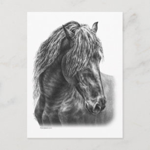 Friesian Horse Porträtt Vågigt Mane Vykort