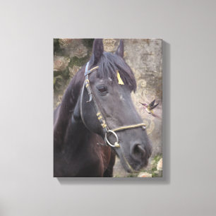 Friesian Horse Porträtt - Wrapped Canvas