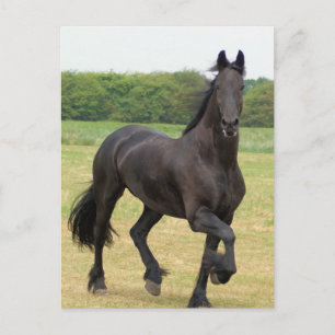 Friesian Horse Postcard Vykort