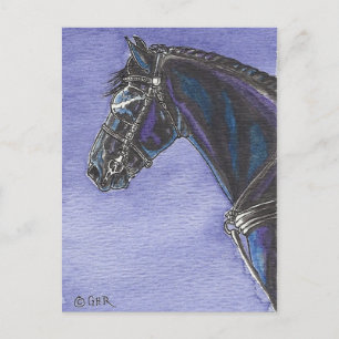 Friesian Horse Postcard Vykort