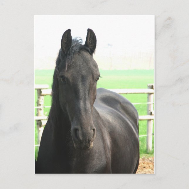 Friesian Horse Postcard Vykort (Framsida)