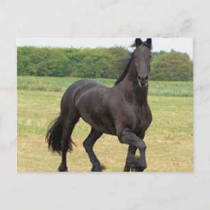 Friesian Horse Postcard Vykort