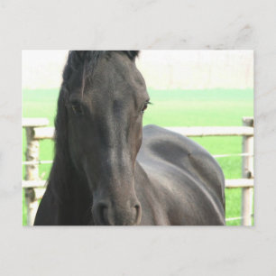 Friesian Horse Postcard Vykort
