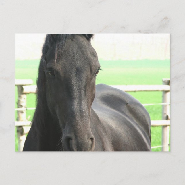 Friesian Horse Postcard Vykort (Framsida)
