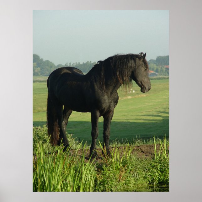 Friesian Horse Poster (Framsidan)