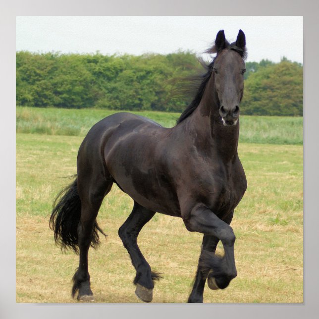 Friesian Horse Poster (Framsidan)