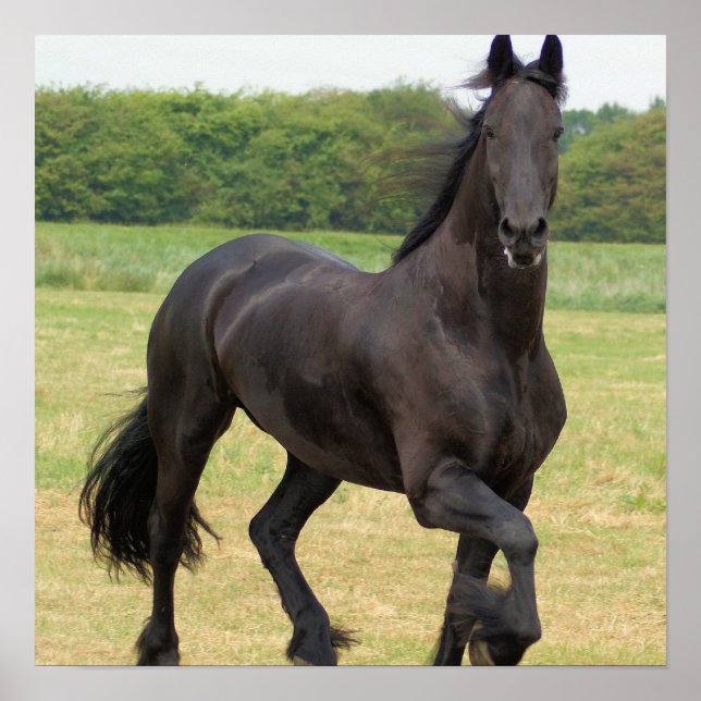 Friesian Horse Poster (Framsidan)