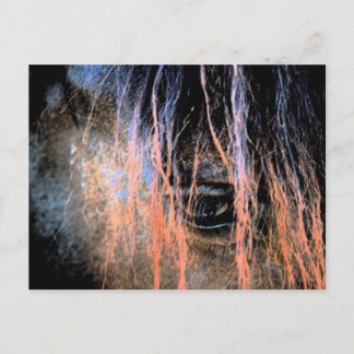 Friesian Horse Vykort