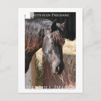 Friesian Mare Vykort