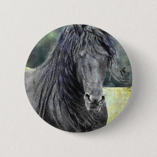 Friesian Stallion Knapp