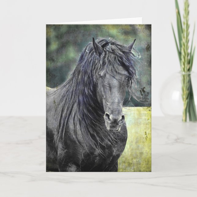 Friesian Stallion Kort (Framsida)