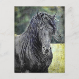 Friesian Stallion Vykort