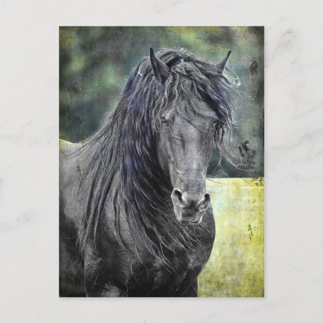 Friesian Stallion Vykort (Framsida)