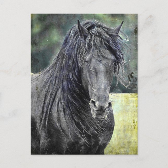 Friesian Stallion Vykort (Framsida)