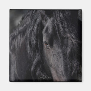 Friesianen avbildar magnet