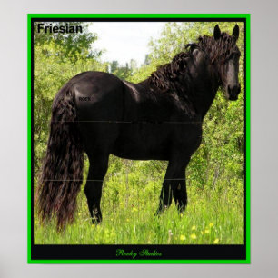 Friesianfototryck Poster