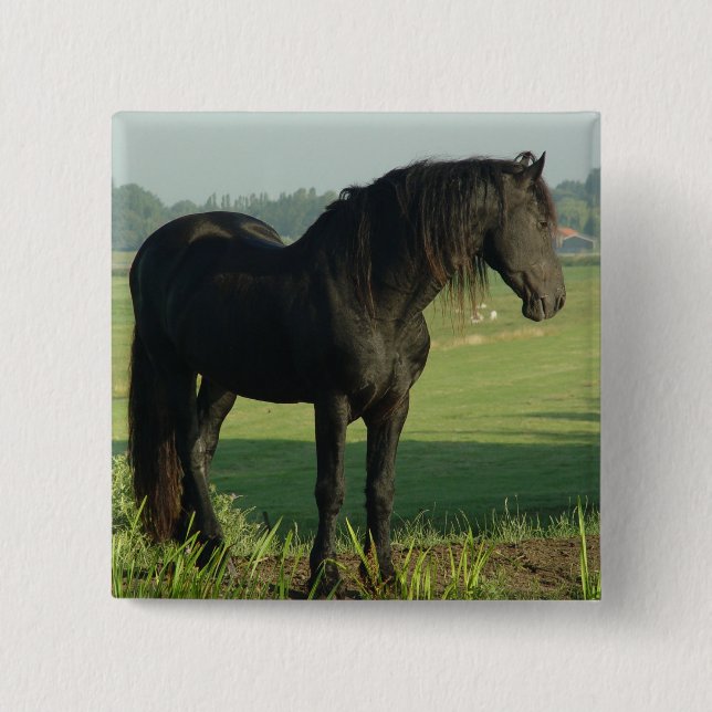 Friesianhäst Knapp (Framsida)