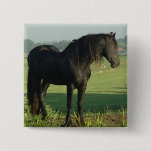 Friesianhäst Knapp