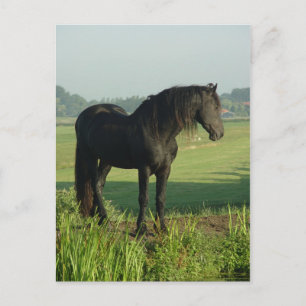 Friesianhäst Vykort