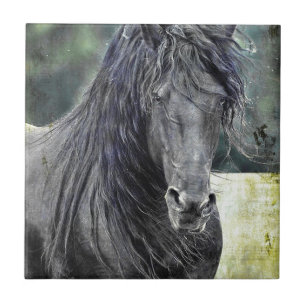 Friesianhingst Kakelplatta