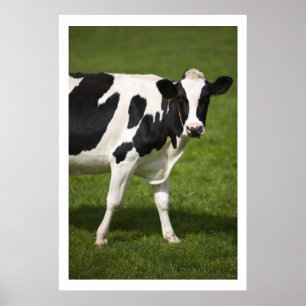 Friesianko Poster