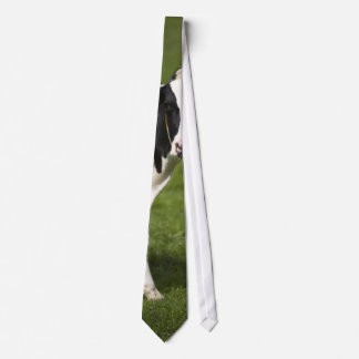 Friesianko Slips