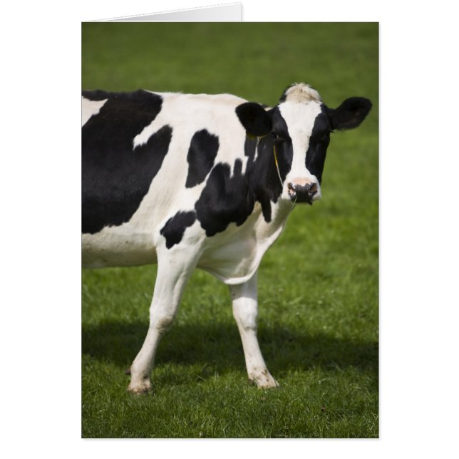 Friesisk ko hälsningskort (Framsidan)