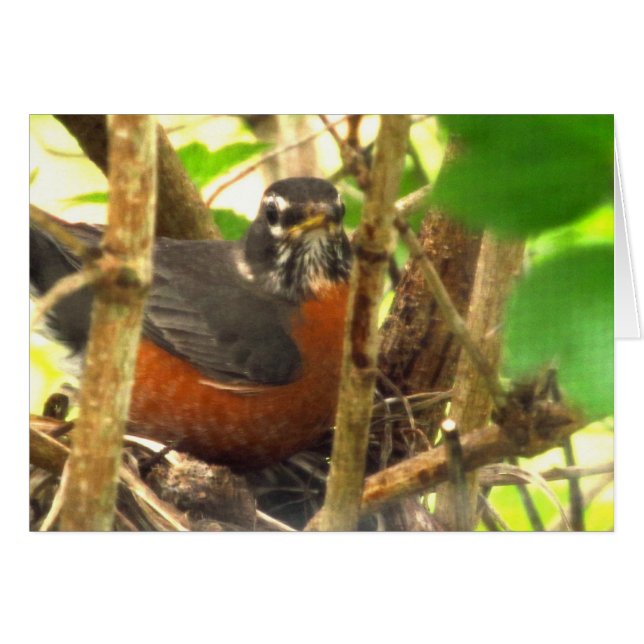 frifågel hälsningskort (Framsidan Horizontal)