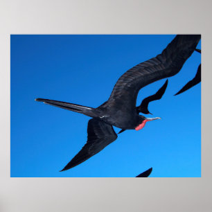 Frigatbird under Flight Poster