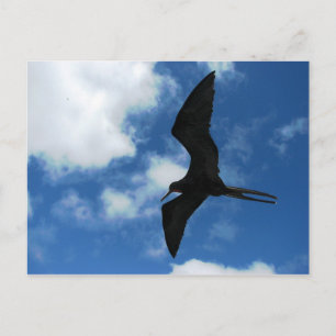 Frigate Bird (Fragata), Galapagos Vykort