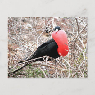 Frigate Bird (Fragata) in Mating Visning Galapagos Vykort