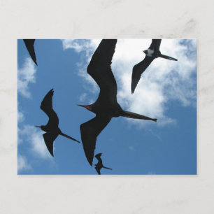Frigate Birds (Fragata), Galapagosöarna 6 Vykort