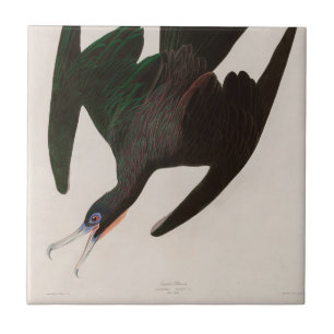 Frigate Pelican Birds of America Audubon Skriv ut Kakelplatta