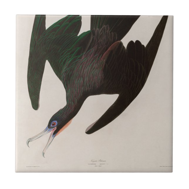 Frigate Pelican Birds of America Audubon Skriv ut Kakelplatta (Framsidan)