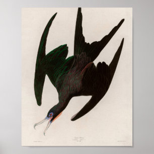 Frigate Pelican Birds of America Audubon Skriv ut Poster