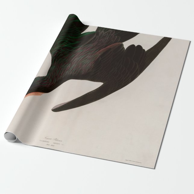 Frigate Pelican Birds of America Audubon Skriv ut Presentpapper (Utrullad)