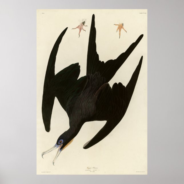 Frigate Pelican (Magnificent Frigatebird) Audubon Poster (Framsidan)