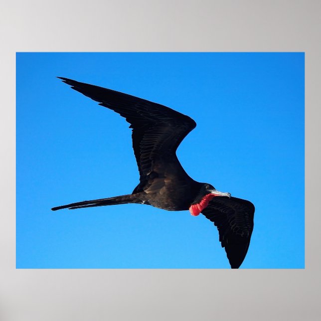 Frigatebird Close-up Poster (Framsidan)